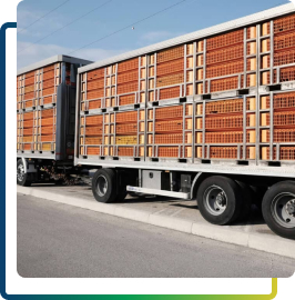 Transporte de Carga Viva